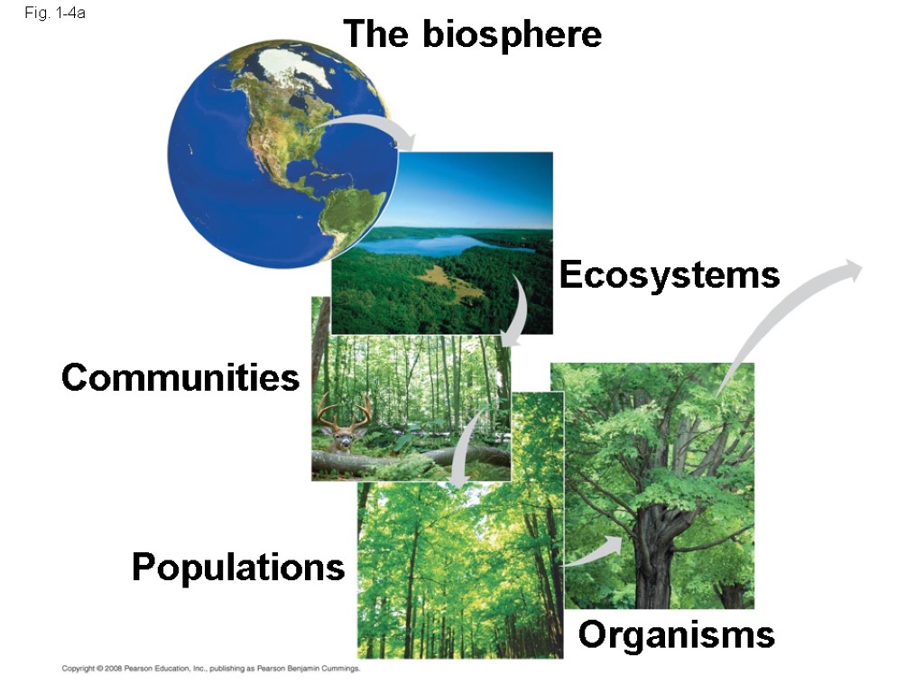 The biosphere Communities Populations Organisms Ecosystems Fig. 1-4a